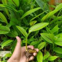 Jual Bibit Kunyit Putih Asli 6pcs Siap Tanam untuk Tumbuh Kembali - Kab ...