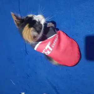 Baju Kucing Lucu Murah Ekspedisi