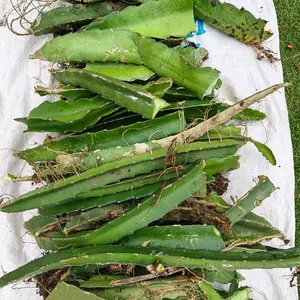 Bibit Stek Buah Naga Merah Premium