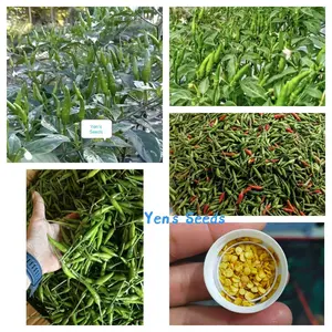 Benih Tanaman Cabe Rawit Hijau ( 100 Butir )