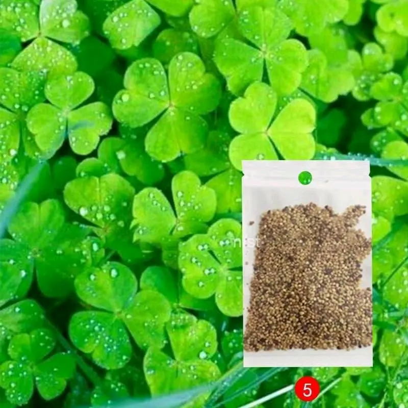 Benih Tanaman Air Big Leaf Grass Unggulan dan Termurah 4