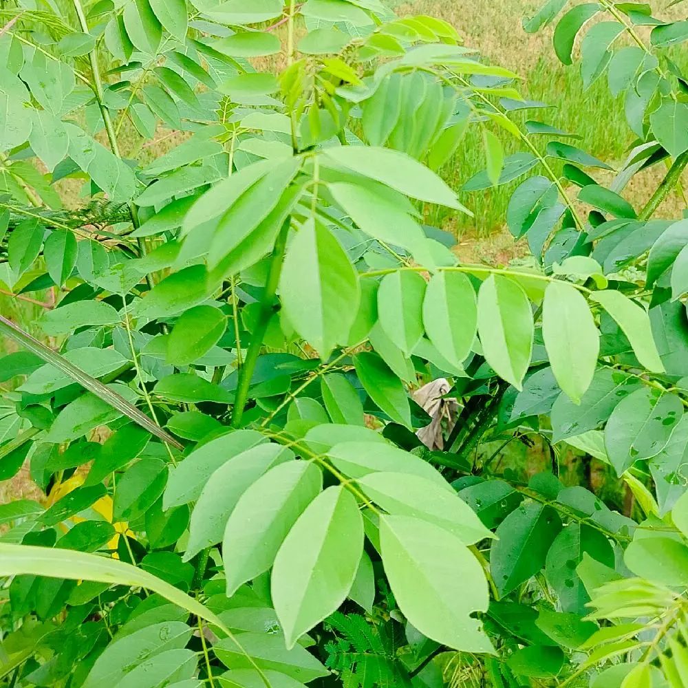 bibit batang daun trebese/ indigofera untuk pakan ternak per 10btng uk 20cm Tanaman