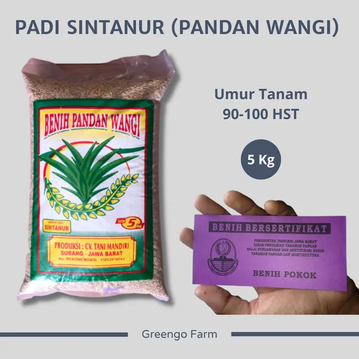 Benih Padi Varietas Pandan Wangi Sintanur 5Kg