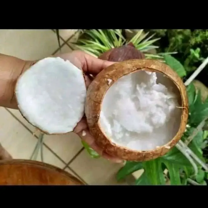 Bibit Kelapa Kopyor Hibrida Unggul cepat berbuah 2