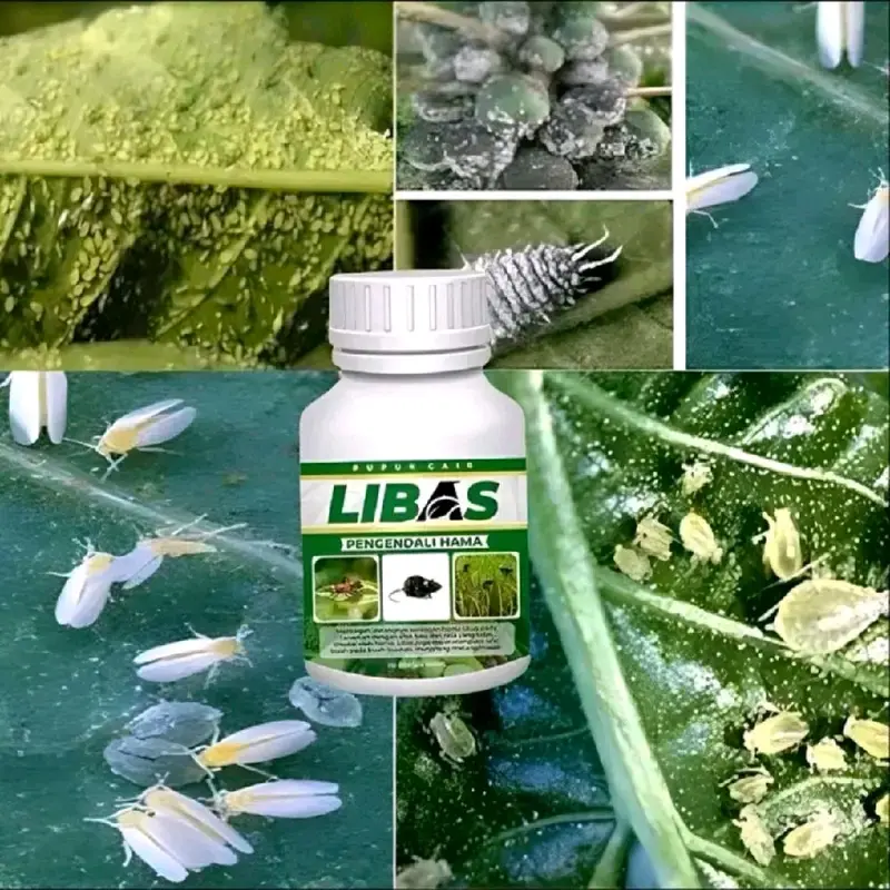 (PAKET 4 BOTOL) Pupuk libas - pupuk Obat Zpt solusi membasmi hama wereng, hama tikus, walang sangit, dan sejenisnya bakteri pada semua tanaman dan Tumbuhan 2
