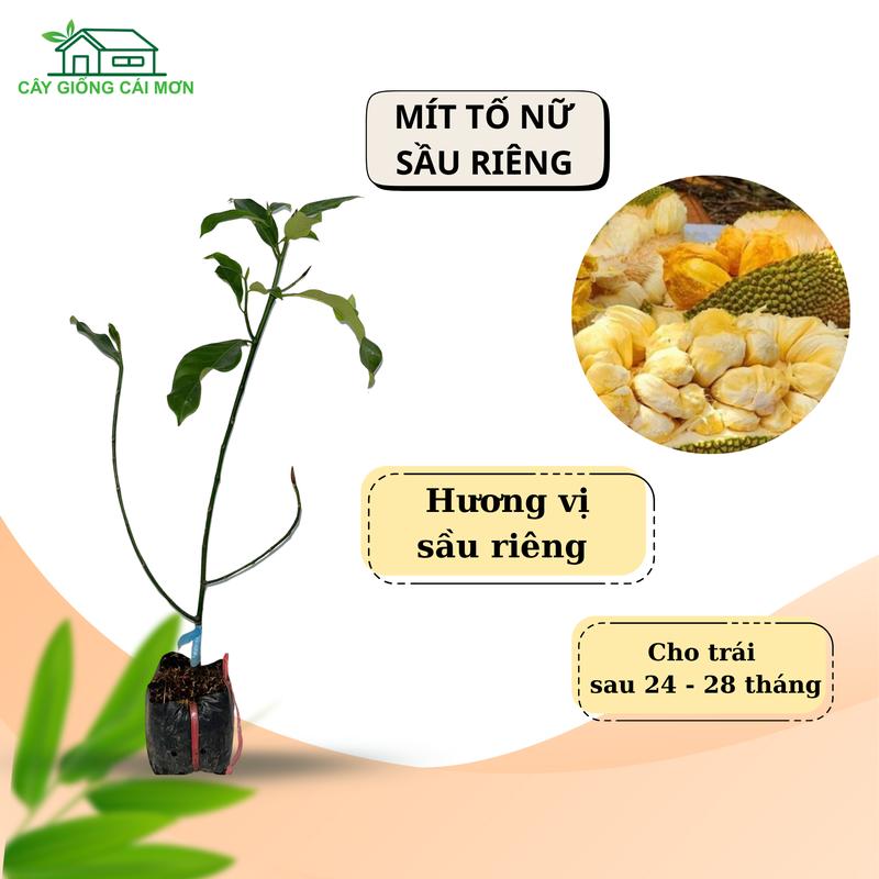 Cây giống mít tố nữ hương sầu riêng mít tố nữ sầu riêng hương vị sầu riêng đặc trưng.