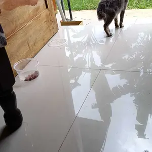 Olive Care Vitamin Kucing NATIVE+ GOLD 110gr Protein Tinggi GOLDEN POWDER untuk Peningkat Nafsu Makan, Berat Badan, Gembul, Kulit Sehat, Cegah Bulu Rontok, Imunitas, Daya Tahan Tubuh, Kesehatan Pencernaan, dan Pelengkap Nutrisi Makanan Harian Kucing