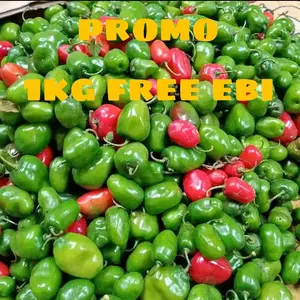 Cabe Gendot 1kg Free Ebi Terlaris Promo Spesial Harga Terbaik