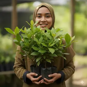 Bibit daun salam siap tanam (buat bumbu dapur)