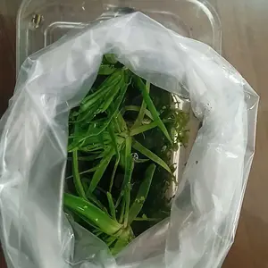 Eriocaulon Cinerum tambah Moss pelia lengkap dengan media lempeng tanaman aquascape/hiasan akuarium/paludarium