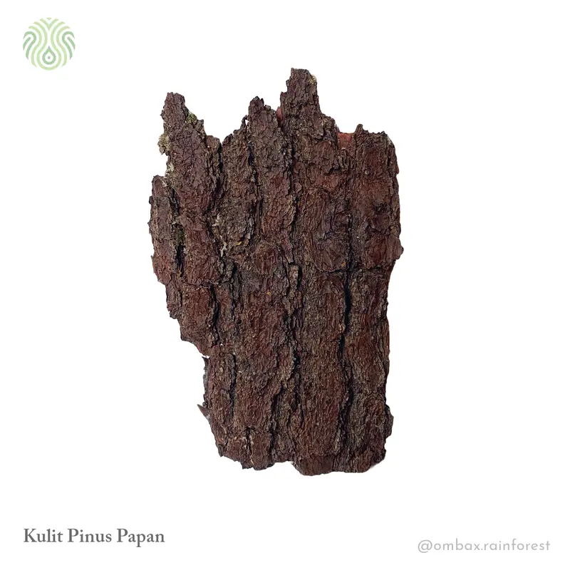 Kulit Pinus Papan - Background Terrarium/Vivarium/Hardscape 2