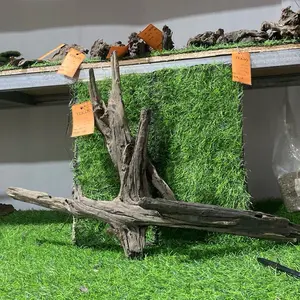 Kayu Dragonwood BLD 01 - 30 Asli untuk Aquascape dan Dekorasi Taman Hiasan Alam