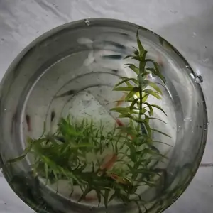 aksesoris udang sintetis aquarium 20pcs aquascape