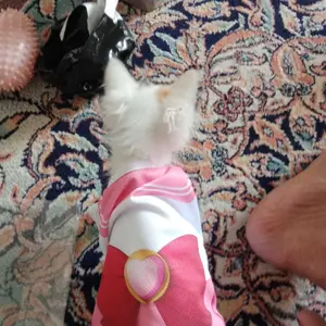 Baju Kucing Anjing Size Jumbo Kostum Sailor Chibi Moon Dress Sailormoon Pink Untuk Kucing Anak Kambing