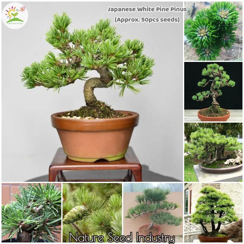 [Fast Delivery] Japanese White Pine Pinus Seeds for Planting (Approx. 50 seeds) Bonsai Tree Seeds Potted Live Plants Gardening Flower Seeds Easy To Grow Singapore Indoor and Outdoor Real Plants Air Plant Seed Garden Ornamental Plant Seeds Rare Plants