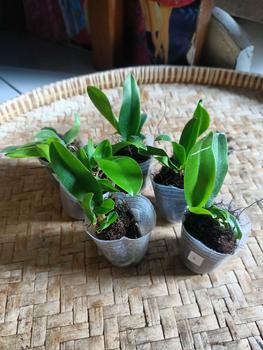 Product Review of RIEKE ARTIFICIAL PLANT ANGREK CATTY 6 PCS - KUALITAS TERJAMIN ESTETIK from A**a B**e Q**n 0