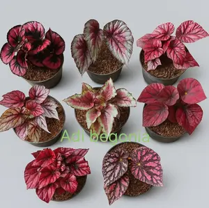 BEGONIA Paket maximal 1kg 8 jenis tanaman hias begonia bebas pilih usia remaja POT UK17