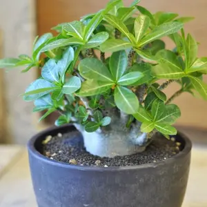 Adenium Karakter Kualitas Terbaik Import Tanaman Hias Unik dengan Daun Hijau Segar