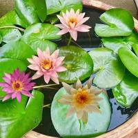 Gambar Bibit Teratai Air Teratai Kualitas Tinggi Tanaman Lili Air Hidroponik Benih Bonsai Benih Bunga untuk Menanam Bunga Pot Tanaman Berbunga Bibit Teratai Air Tanaman Hidup Dijual Tanaman Dalam Ruangan Tanaman Asli Dekorasi Taman Buto Ng Bulaklak - 1 pack*mixed colors dari Benih Pilihan Alam Kota Administrasi Jakarta Pusat 5 Tokopedia