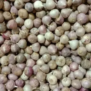 Bawang Putih Tunggal segar / bawang putih laki - laki