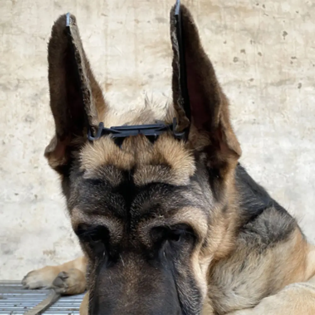 Ear Care Tool Stand Up for Assist Erected Ear Pinscher Dog Fixed