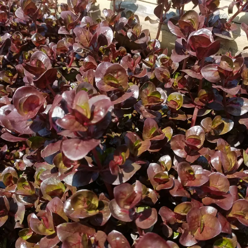 Tanaman sintetik rotala marcandra red hiasan akuarium 5