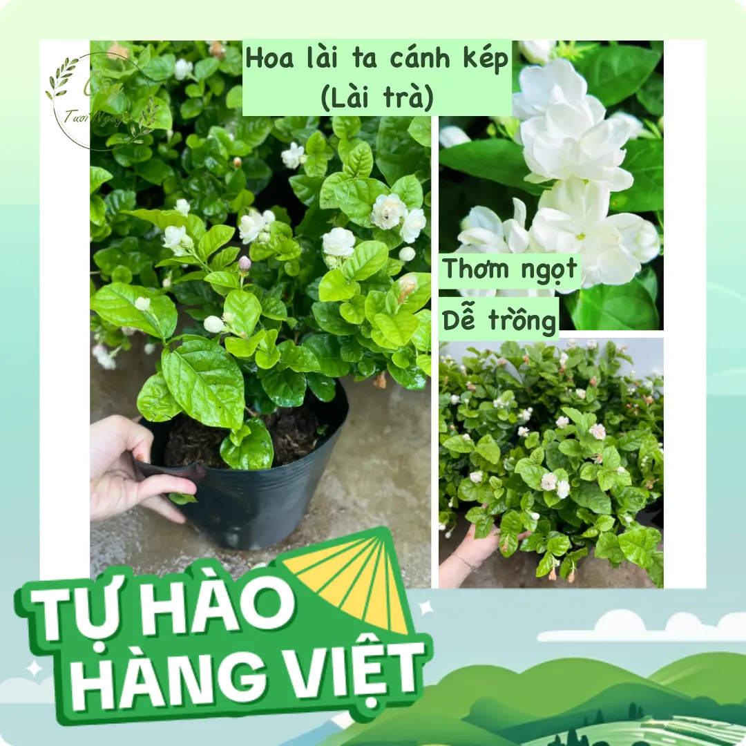 CÂY HOA LÀI TA CÁNH KÉP Hoa thơm ,(cao 20cm), Hoa giống sân vườn, ban công, dễ trồng RẺ, nở quanh năm, Cây Tươi Nguyên