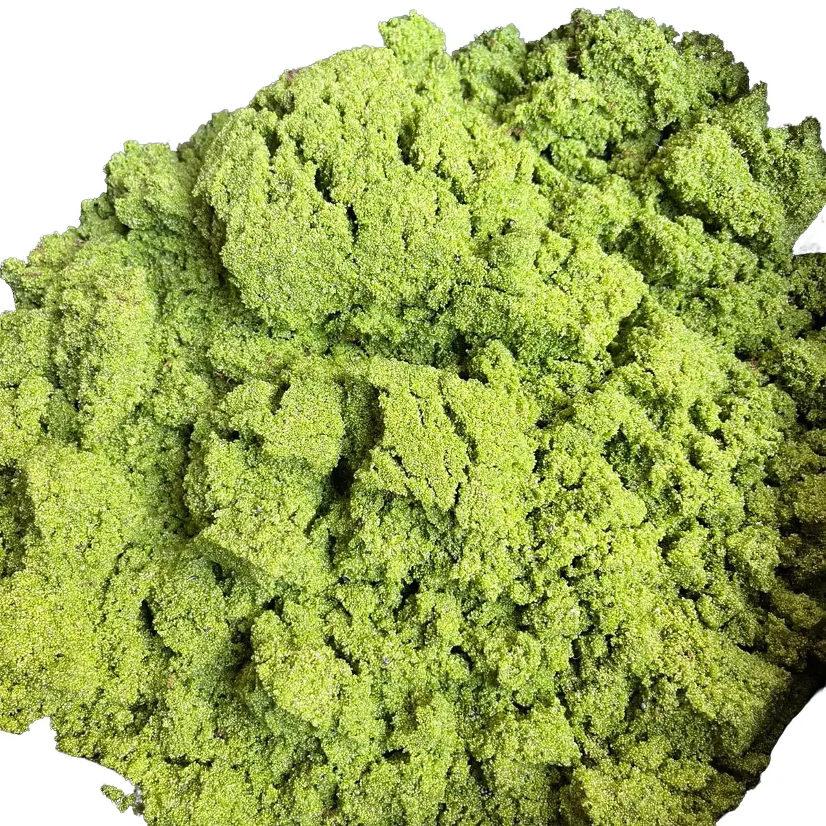 Bibit wolffia wolfia super kemasan 100 gram
