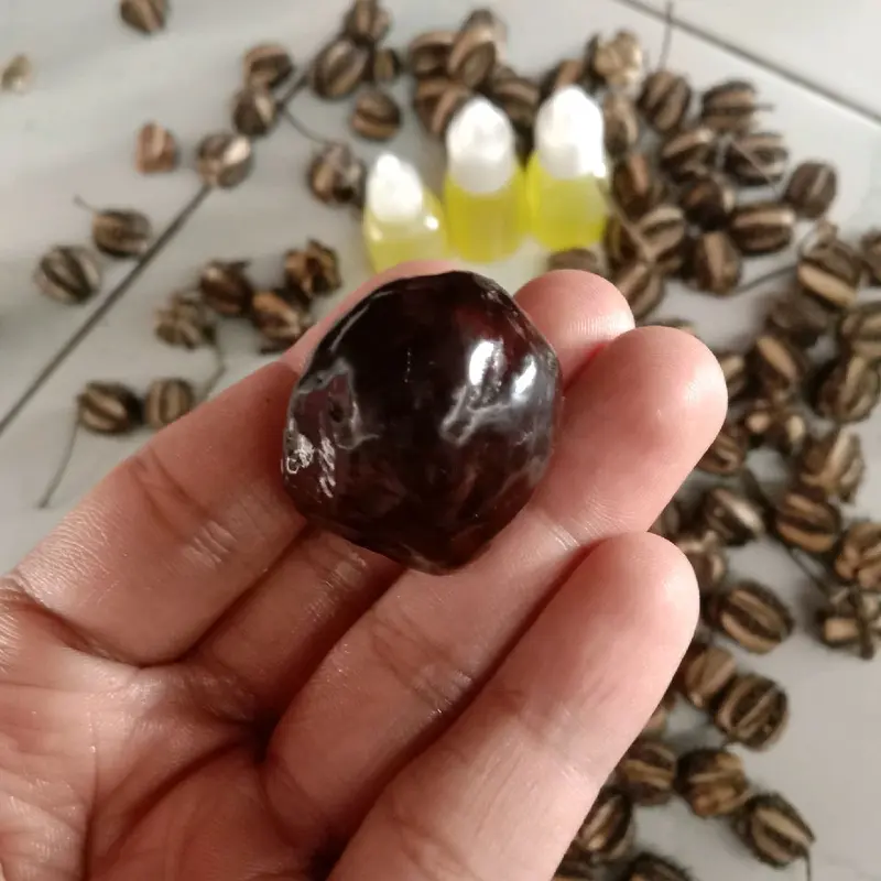 Minyak Buah Kaliki Original Hasil Perasan Dari Buah Kaliki - Minyak untuk aduan muncang/kemiri 3