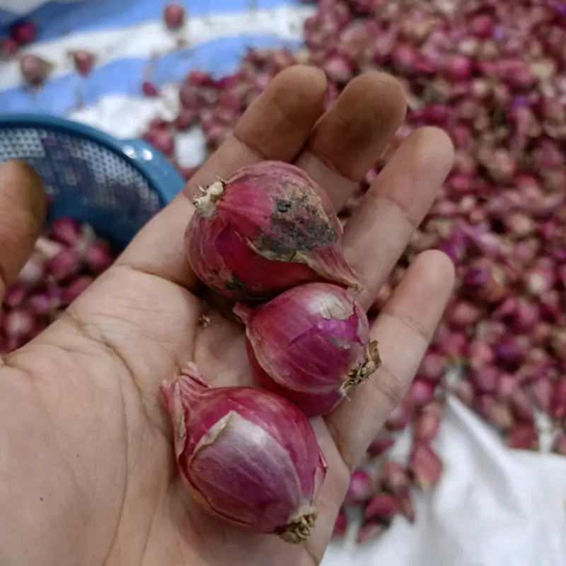 Bawang Merah Asli Probolinggo 1Kg Ukuran Tanggung Kasar Rasa Khas Daerah 4