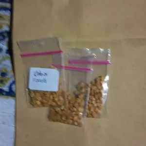 Aneka Benih Bibit Biji Super Cabai Cabe Rawit Dll