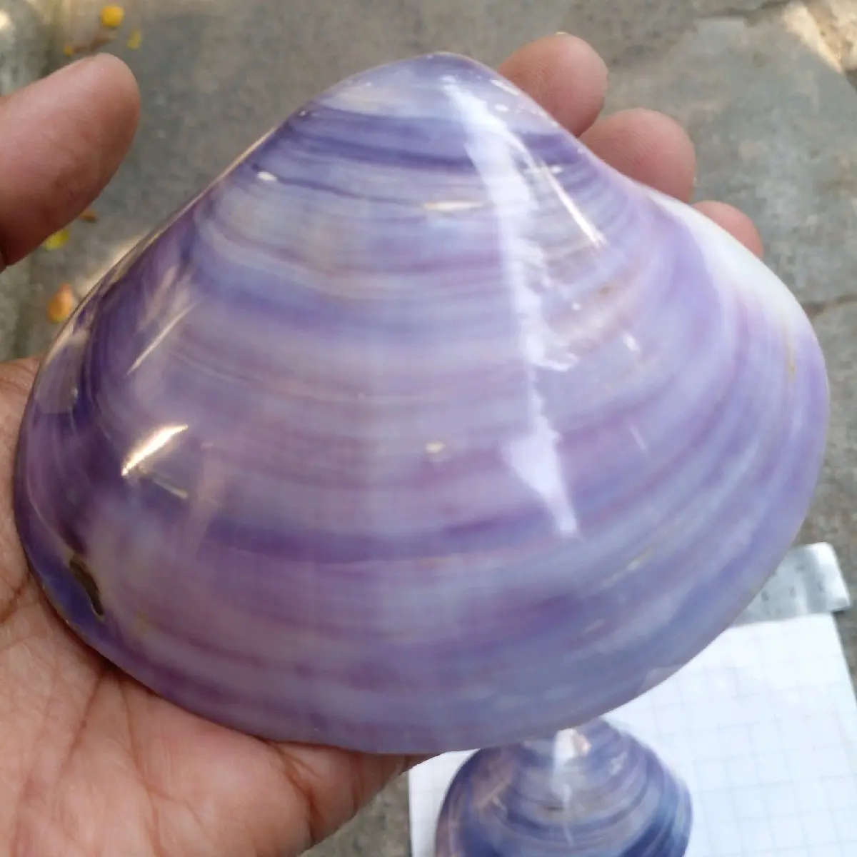 cangkang kerang jinny ungu utuh
