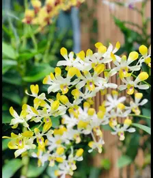 Combo 3 cây banana hoa lan giống vàng thắm