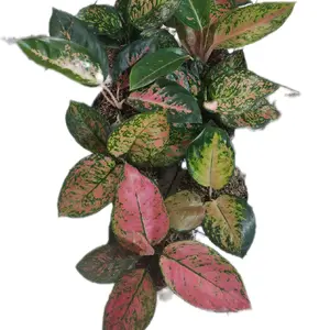 paket  campur( co live paket 100 k)