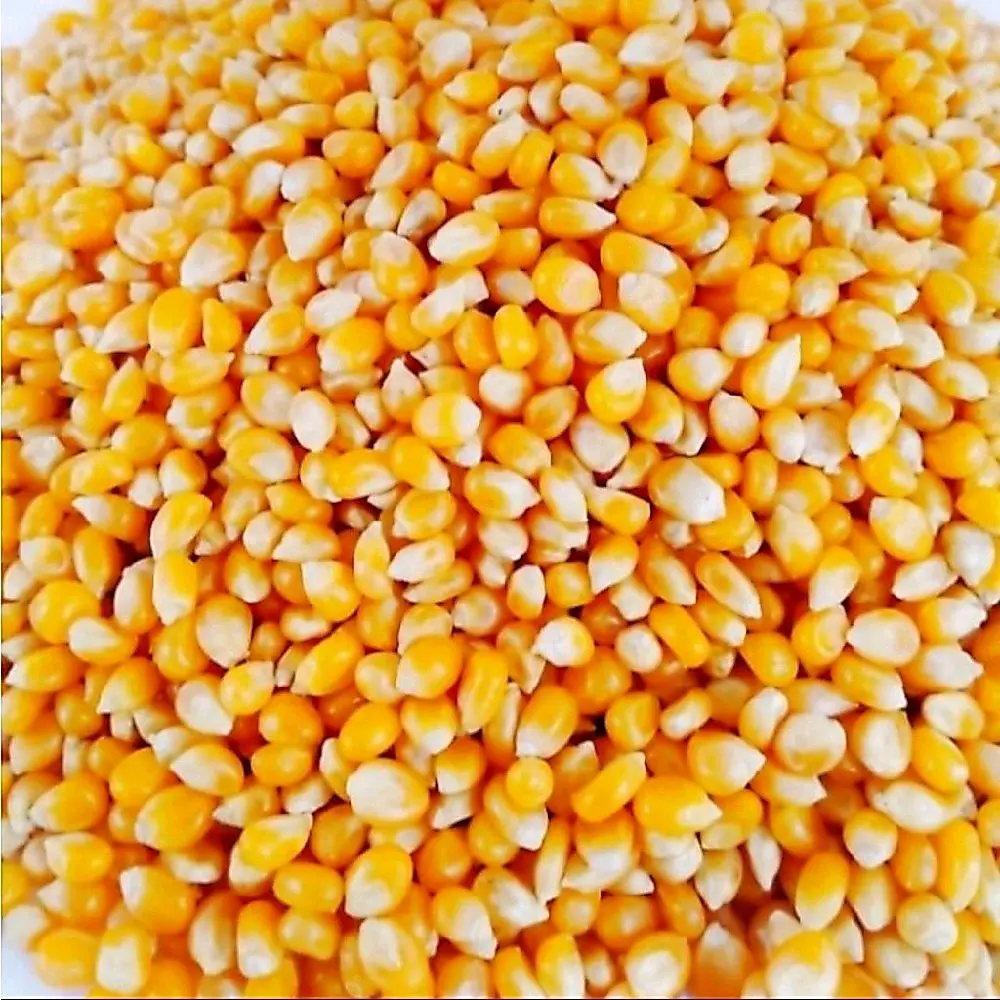 Jagung Popcorn 250gr Biji Popcorn Mentah untuk Baking Orange