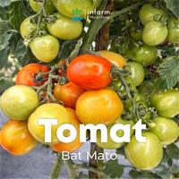 Gambar INFARM - Benih Tomat Batmato Unggul, Bibit Sayuran Buah Tomat Hibrida Bibit Tomat Super Premium dari Infarm Kota Surabaya 4 Tokopedia