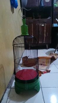 Product Review of SANGKAR PLECI KANDANG BURUNG PLECI KONIN SOGON DIAMETER 23CM HELOPED from a** 0