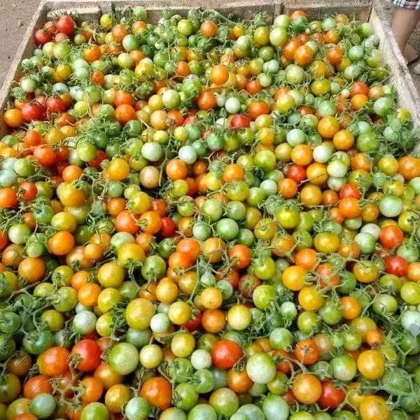 rampai tomat kecil lampung Segar 1kg Cabe Gendot Fresh rawit Kecombrang ...
