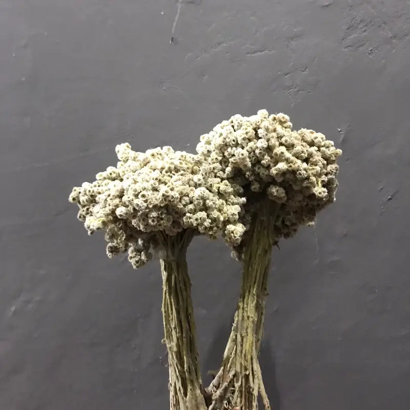 Bunga edelweis/bunga abadi/bunga gunung/bunga kering/bunga bromo/bunga buket/bunga hiasan buket/bunga untuk buket/bunga rustic/bunga dekorasi 0