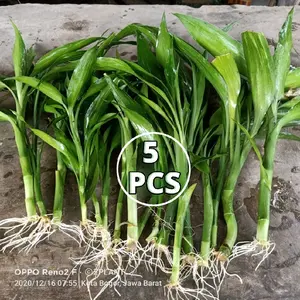 5 PCS Bambu Hoki Sudah Berakar Dan Berdaun Sehat