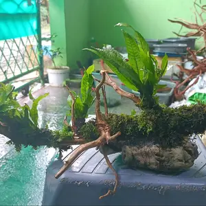 Hiasan ornament pajangan kayu aquarium