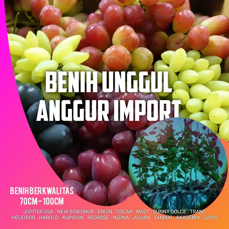 benih unggul anggur import , 80cm-1 meteran 4