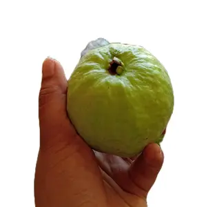 BUAH JAMBU KRISTAL KEBUMEN GRADE B 1 kg ISI 567 Buah