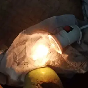 Electra Lampu Pijar Kuning E27 5W 10W 15W 25W 40W 60W - Bohlam Penghangat Kandang Ayam & Aquarium - Lampu Pemanas Reptil Basking Lamp - Lampu Dekorasi Cafe Warm White Fitting Standar