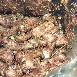 MAK IYOH - BASRENG BUMBU MELIMPAH PEDAS DAUN JERUK