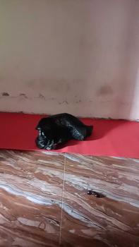 Product Review of JIEMEI Karpet Bludru 100x200 cm Karpet Pameran/Karpet Panggung/Karpet Masjid from m**7 0