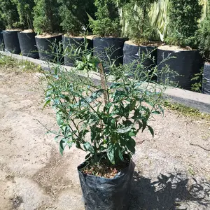 Tanaman Herbal sambiloto / andiloto / ki oray