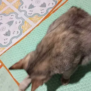 Kapak Gagang Kayu Aren Kampak Baja