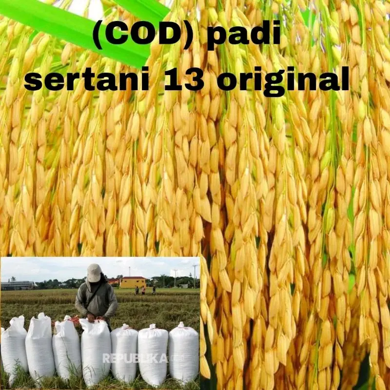 Benih/Bibit padi sertani 13 berkualitas supper unggul kemasan 1kg kelengkeng 0