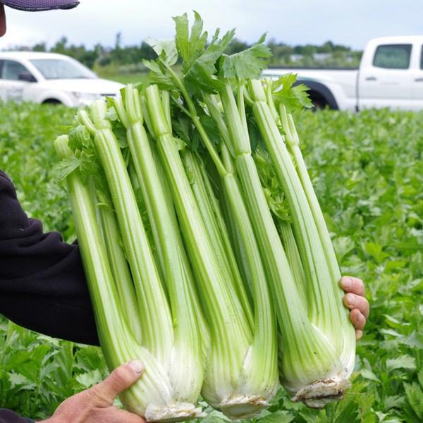 250 Bibit Seledri Batang Besar Tall Utah Benih Tanaman Sayuran Celery Stick Premium Super Unggul 1